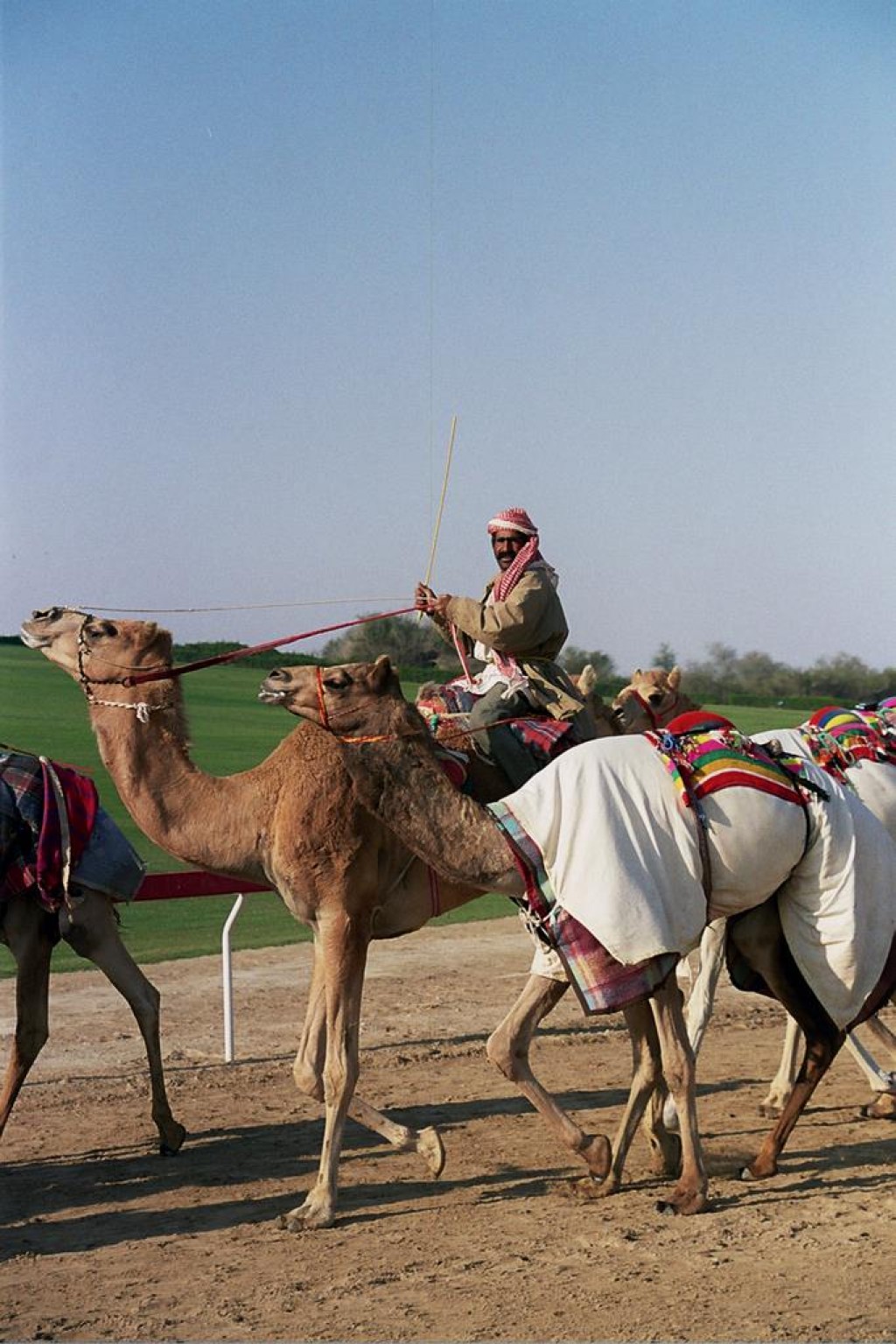 As part of our tour with Arabian Adventures, we visited the Al Wathba Camel Race Track outside Abu Dhabi.